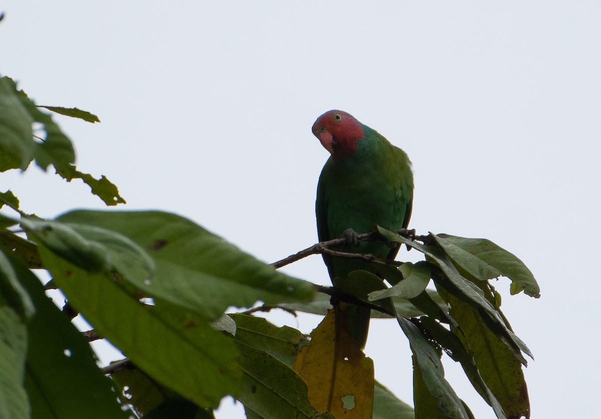 Red-cheeked Parrot - ML70341251