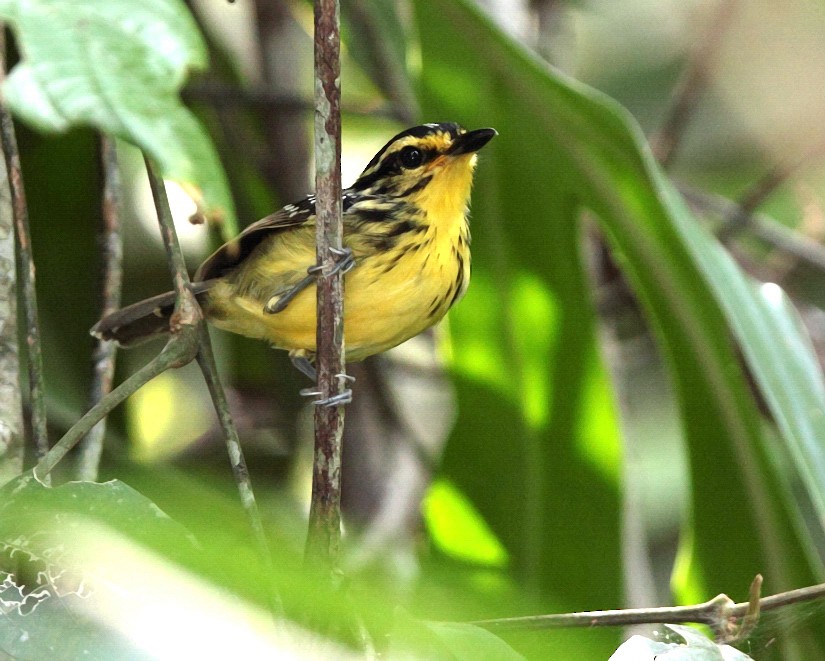 Yellow-browed Antbird - ML703424