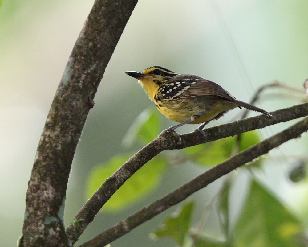 Yellow-browed Antbird - ML703425