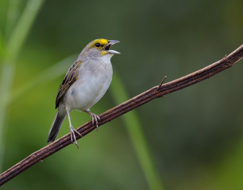 Yellow-browed Sparrow - Anselmo  d'Affonseca
