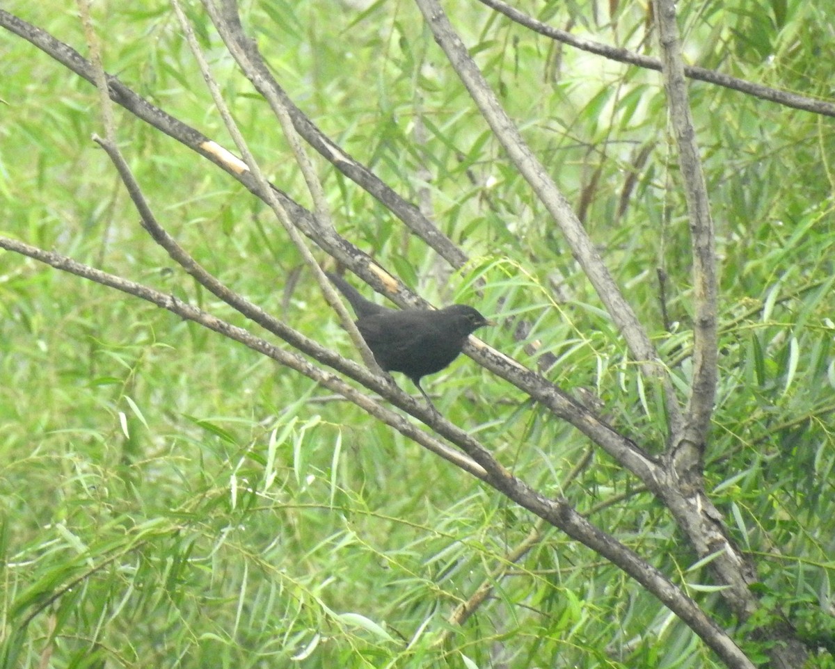 Chinese Blackbird - ML70343811