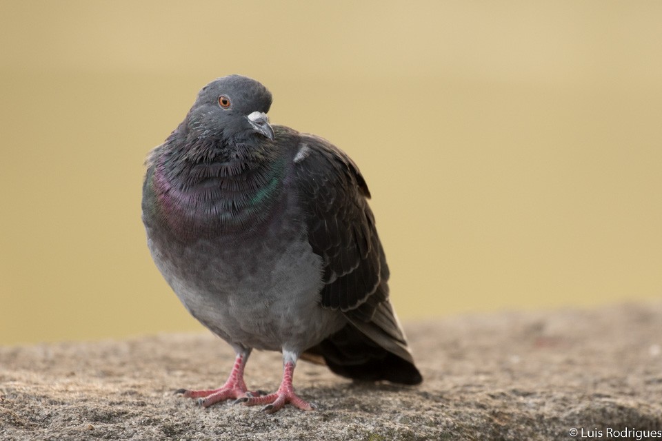 Rock Pigeon (Feral Pigeon) - Luis Rodrigues