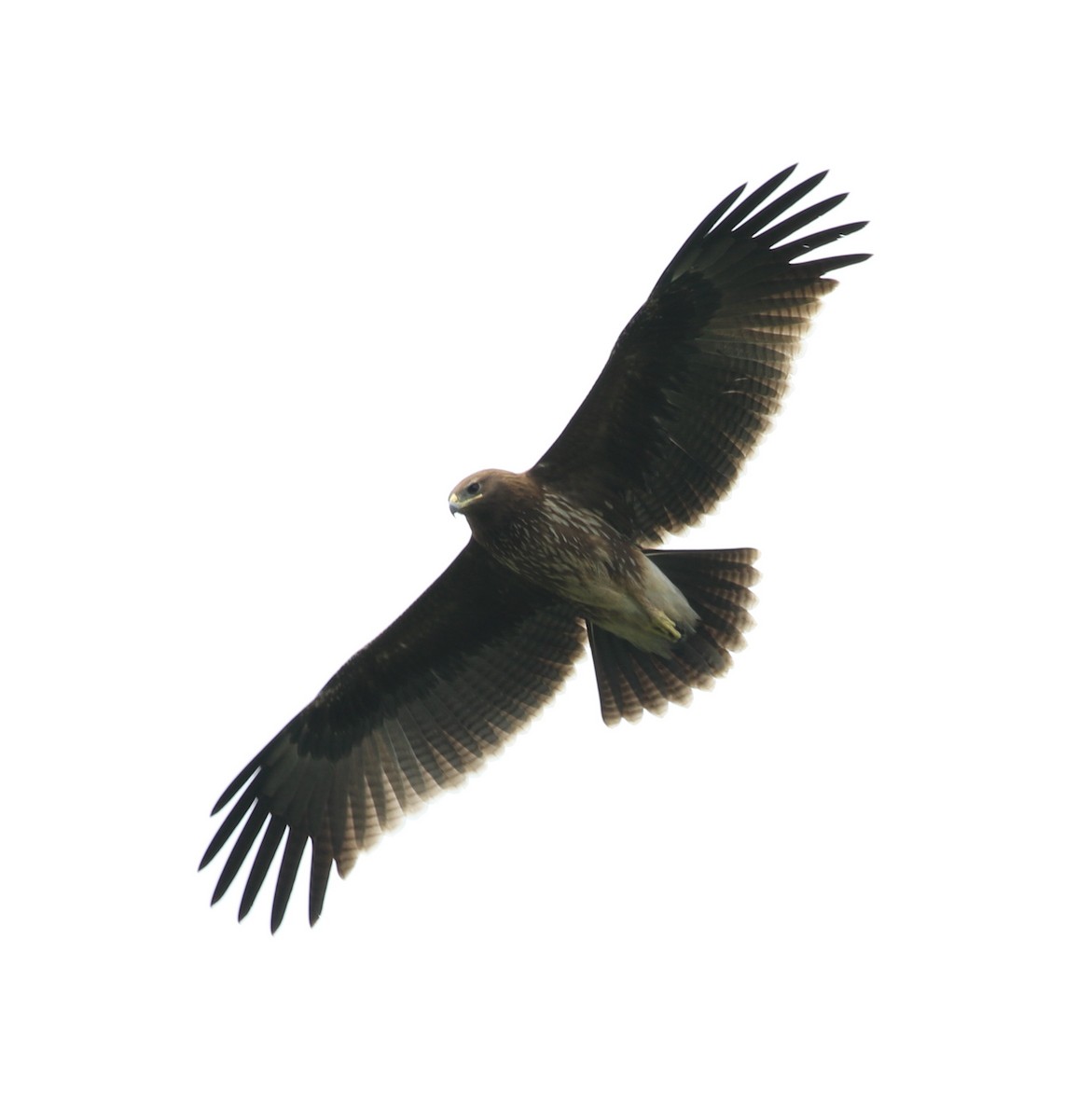 Indian Spotted Eagle - Vijaya Lakshmi