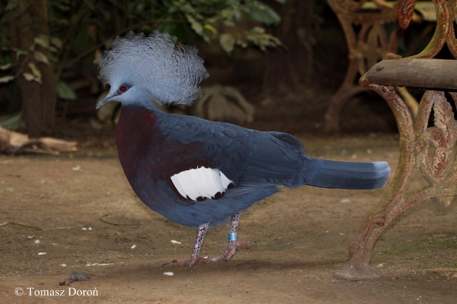 Sclater's Crowned-Pigeon - Tomasz Doroń