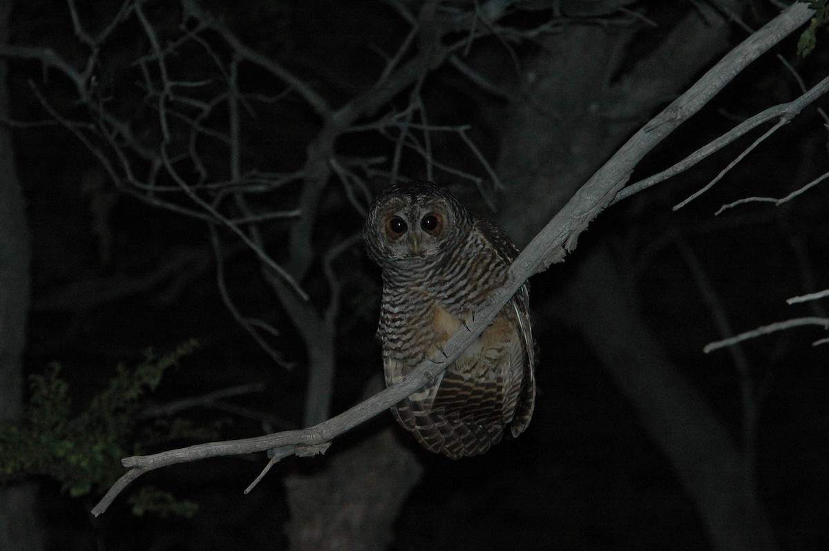 Rufous-legged Owl - Santiago Imberti
