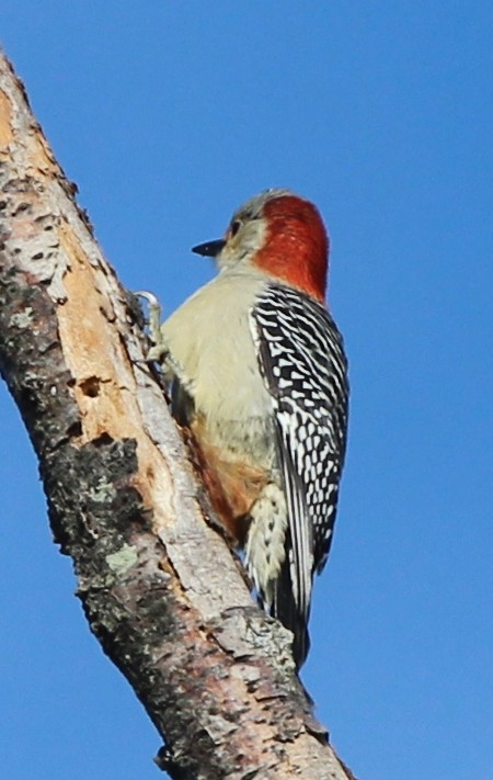 Red-bellied Woodpecker - Adam Woodis