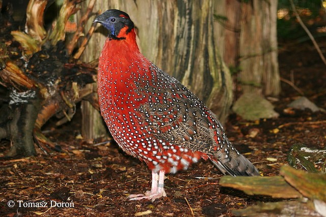 crimson horned pheasant