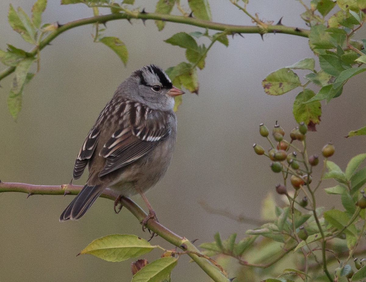 White-crowned Sparrow - ML70346991
