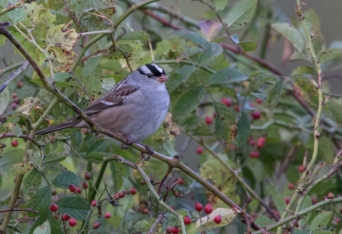 White-crowned Sparrow - ML70347001