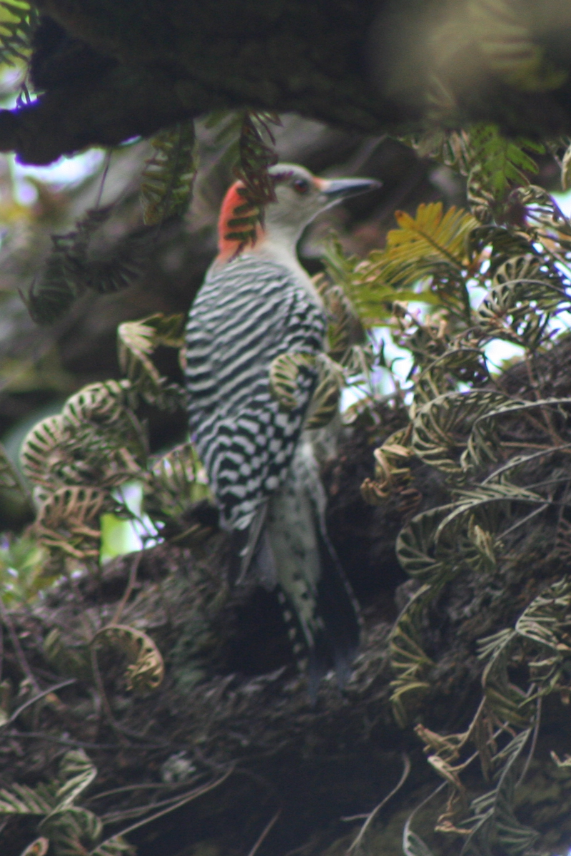 Red-bellied Woodpecker - ML70348181