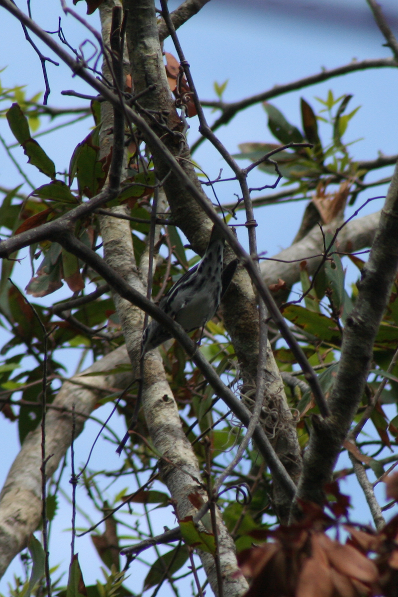 Black-and-white Warbler - ML70348251