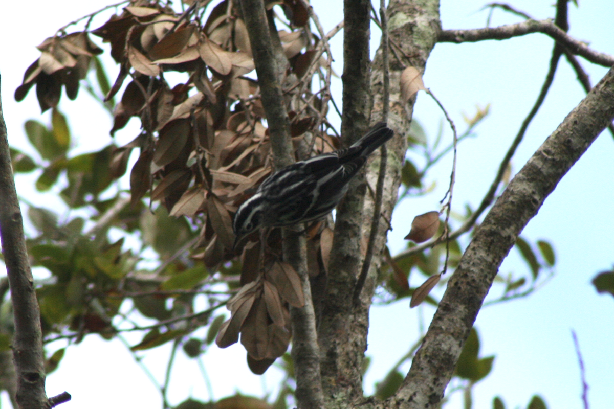 Black-and-white Warbler - ML70348281
