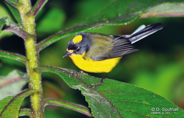 Photos - Yellow-crowned Redstart - Myioborus flavivertex - Birds of the ...