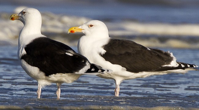 Great Black-backed Gull - Marco Valentini