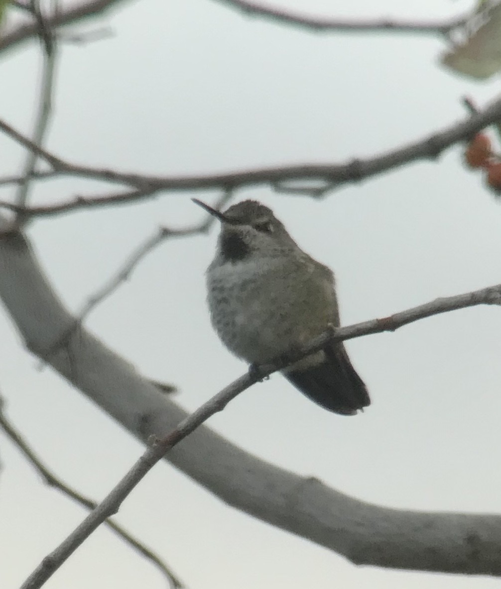 Anna's Hummingbird - ML70351411