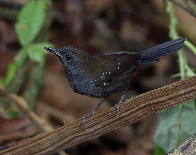 Black-throated Antbird - ML703524
