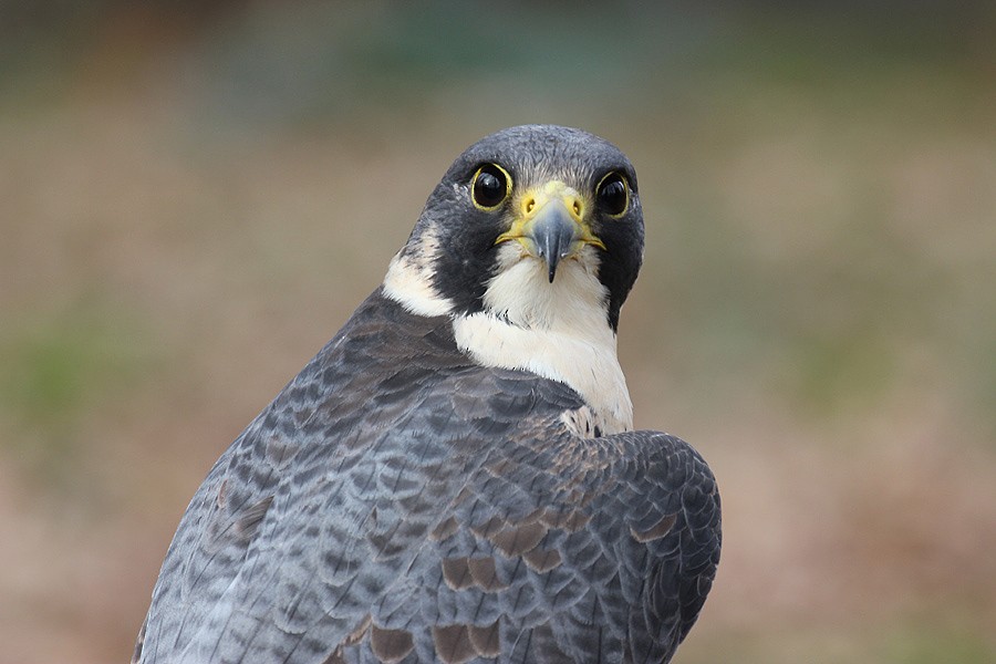 Peregrine Falcon (Mediterranean) - raniero massoli novelli