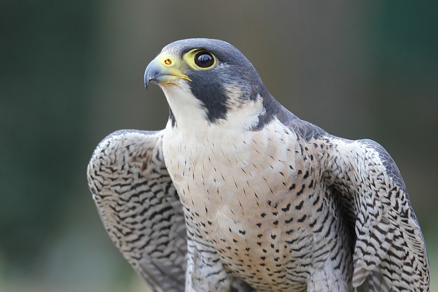 Peregrine Falcon (Mediterranean) - raniero massoli novelli