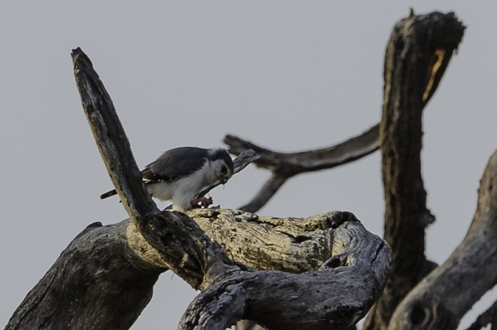 Pygmy Falcon - Robert Johnson