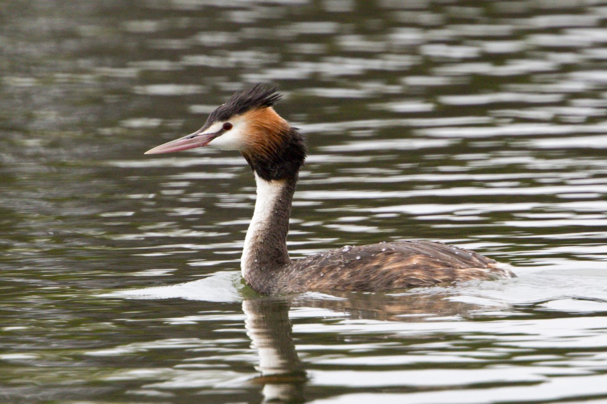 Great Crested Grebe - Andrew Wilson