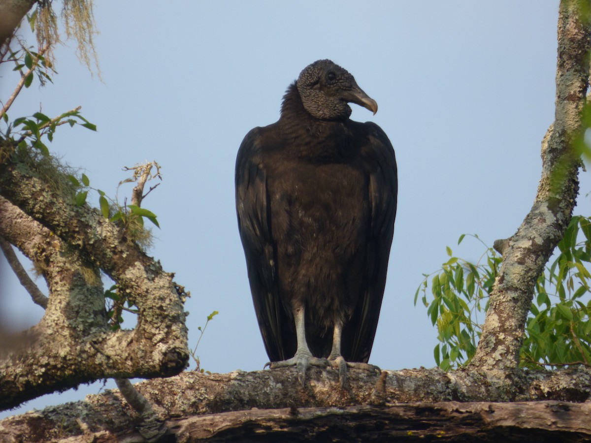 Black Vulture - Gaspar Borra