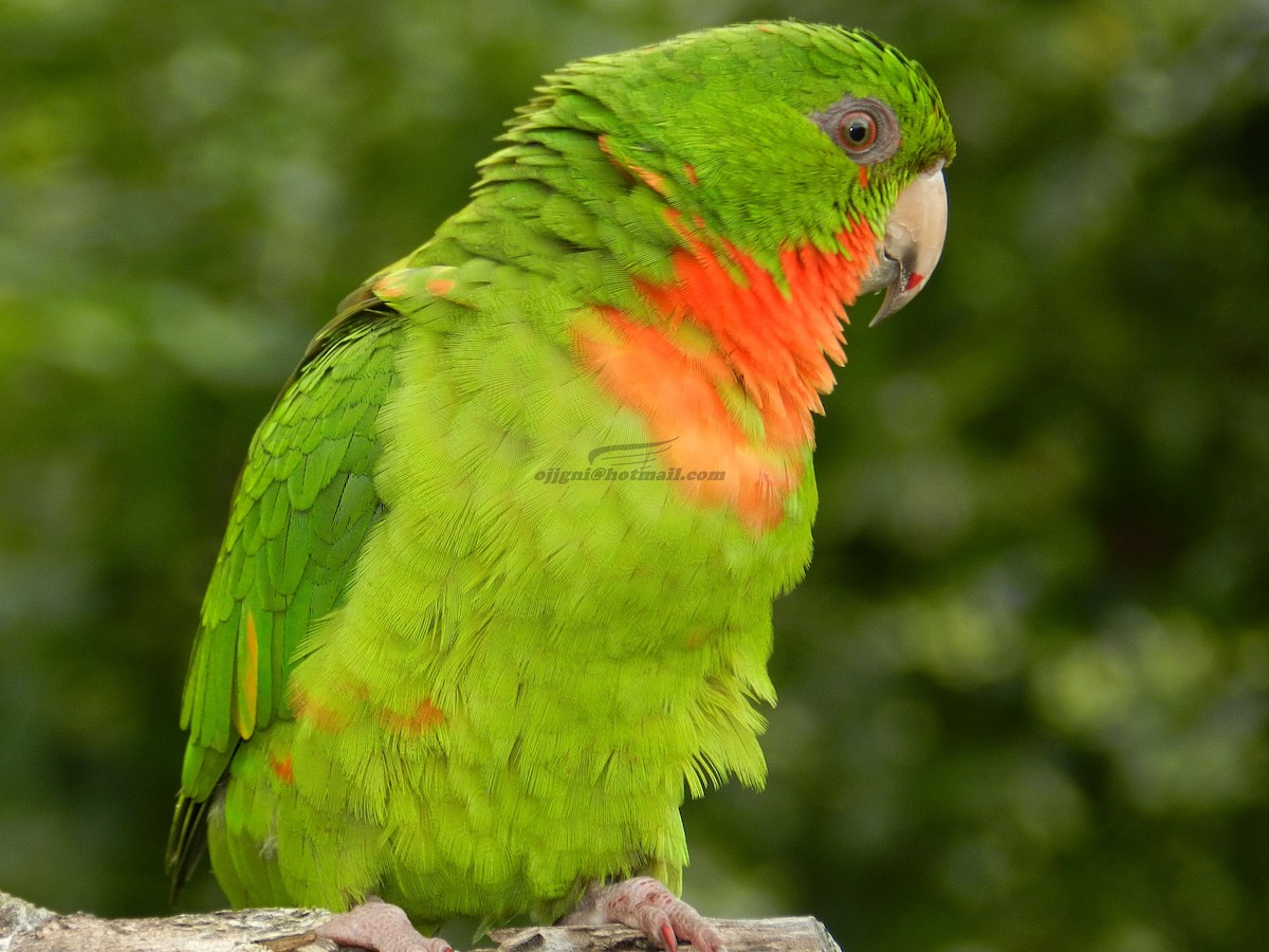 Green Parakeet (Red-throated) - Orlando Jarquín