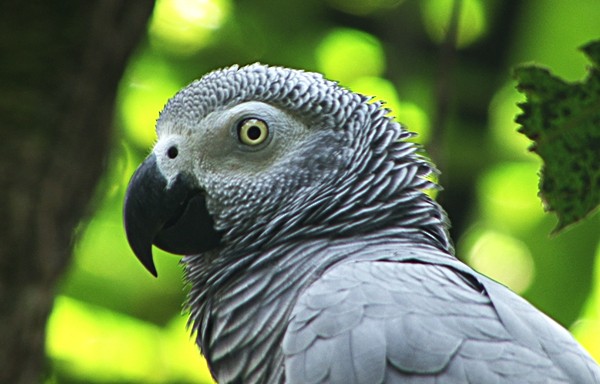 Gray Parrot (Gray) - Josep del Hoyo