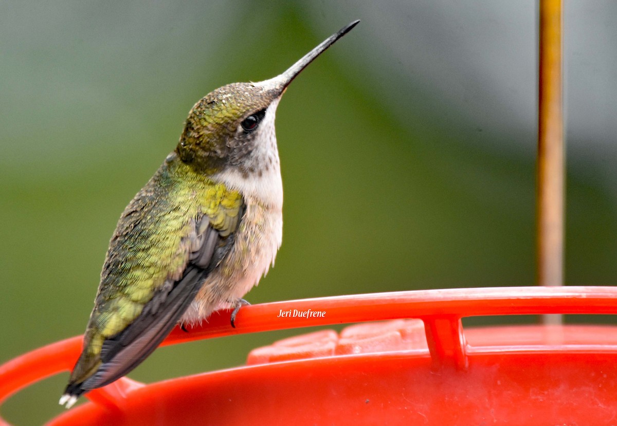 Ruby-throated Hummingbird - Jerilyn Duefrene