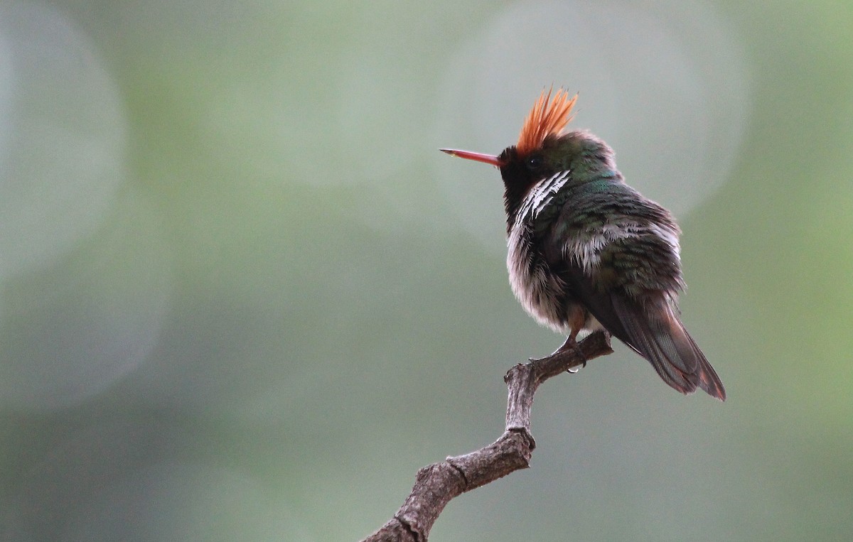 Frilled Coquette - Alexander Lees