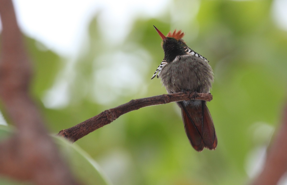 Frilled Coquette - ML70364671