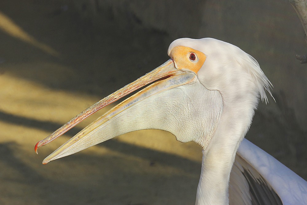 Great White Pelican - raniero massoli novelli