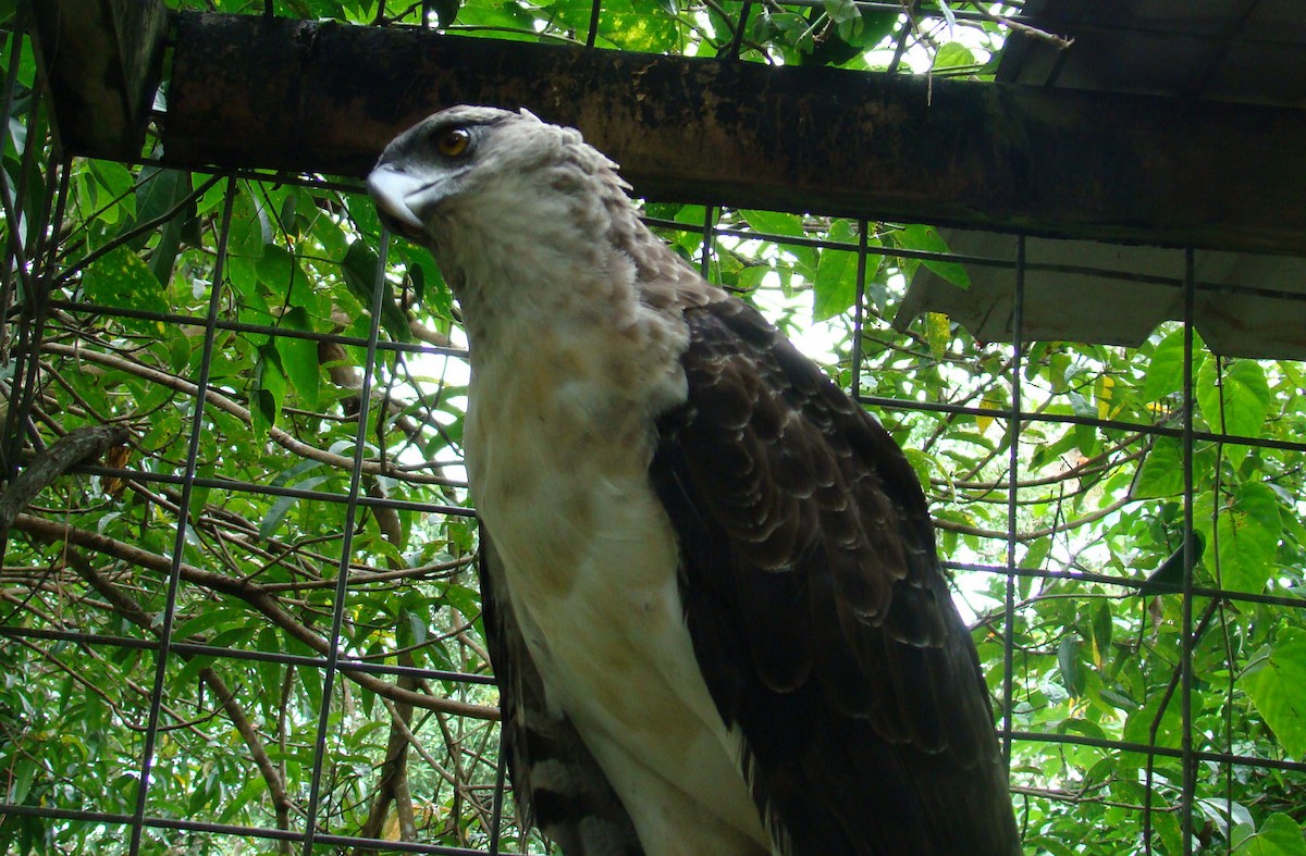 New Guinea Eagle - Hector Ceballos-Lascurain