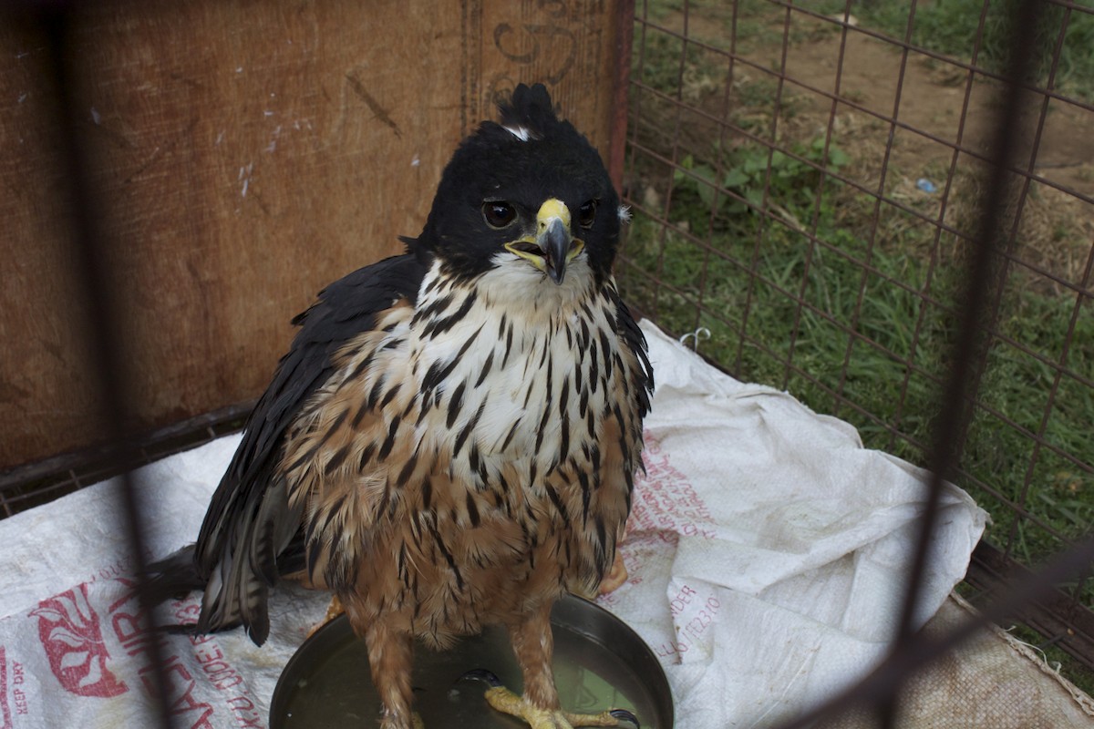 Rufous-bellied Eagle - Vasanthan Panchavarnam