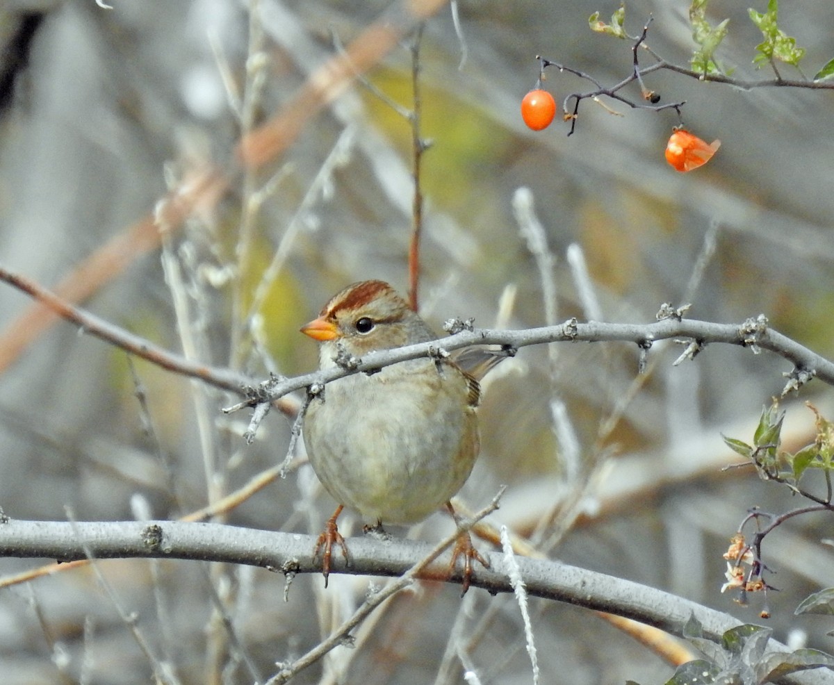 White-crowned Sparrow - ML70367511