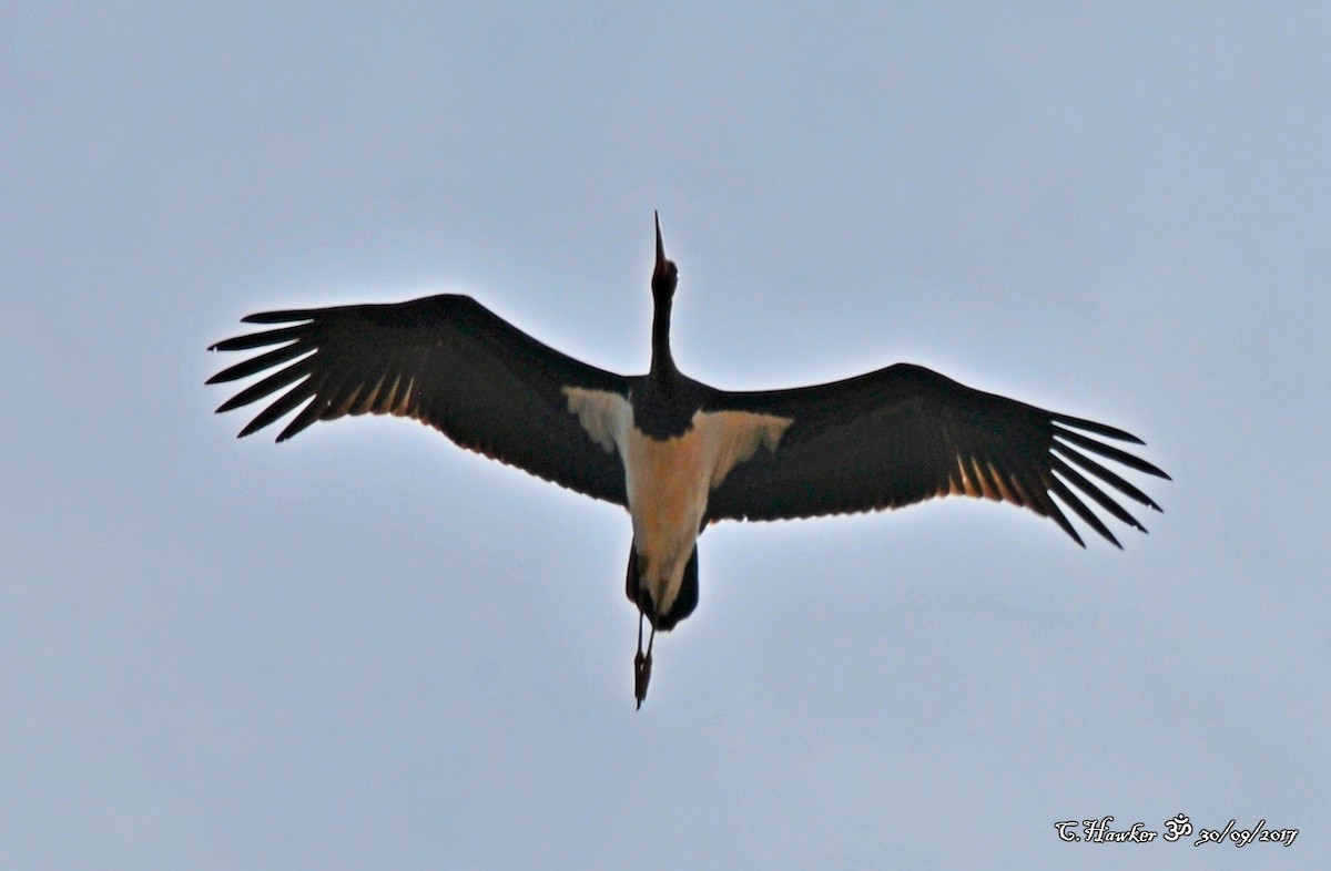 Black Stork - Carl  Hawker