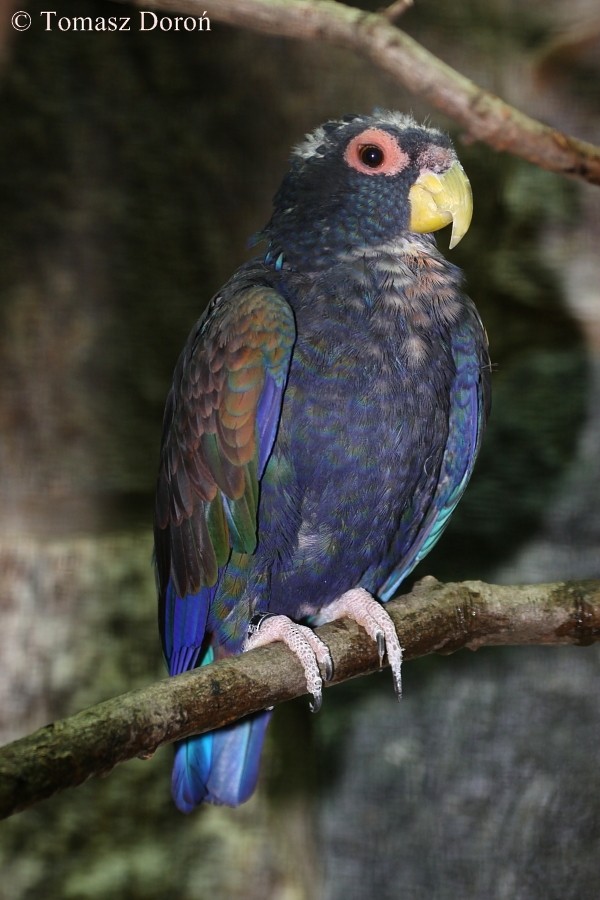 Bronze-winged Parrot - Tomasz Doroń