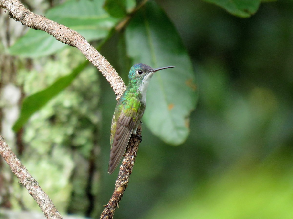 kolibřík azurovotemenný - ML70375031