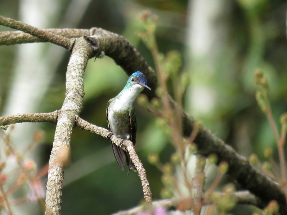 Azure-crowned Hummingbird - ML70375331