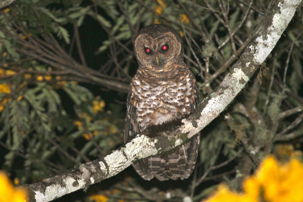 Rusty-barred Owl - Juan martinez