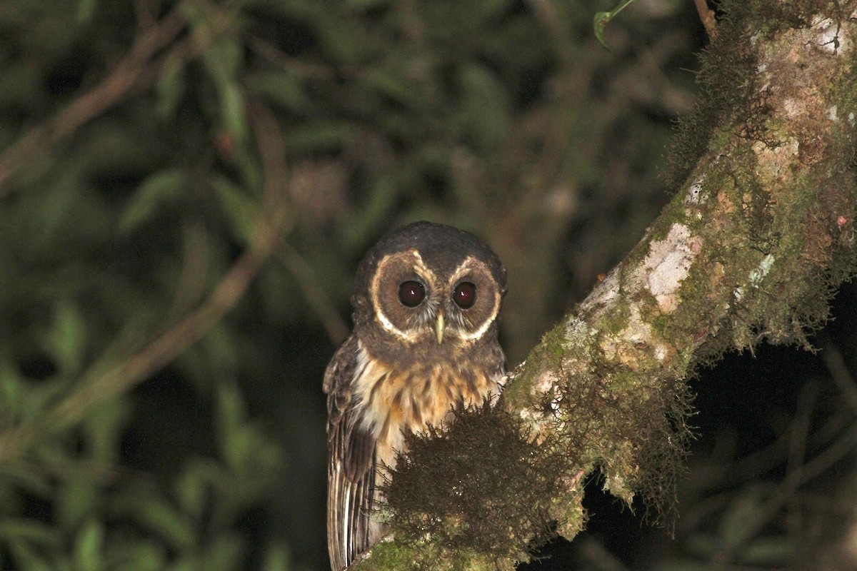 Mottled Owl - Juan martinez