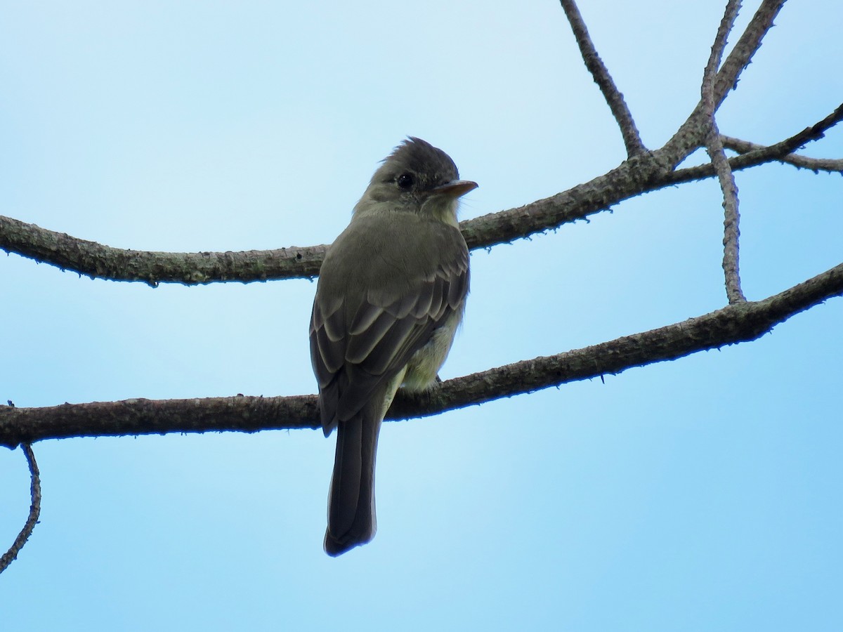 Greater Pewee - ML70378701