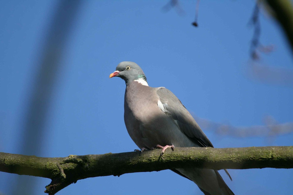Common Wood-Pigeon - Juan martinez