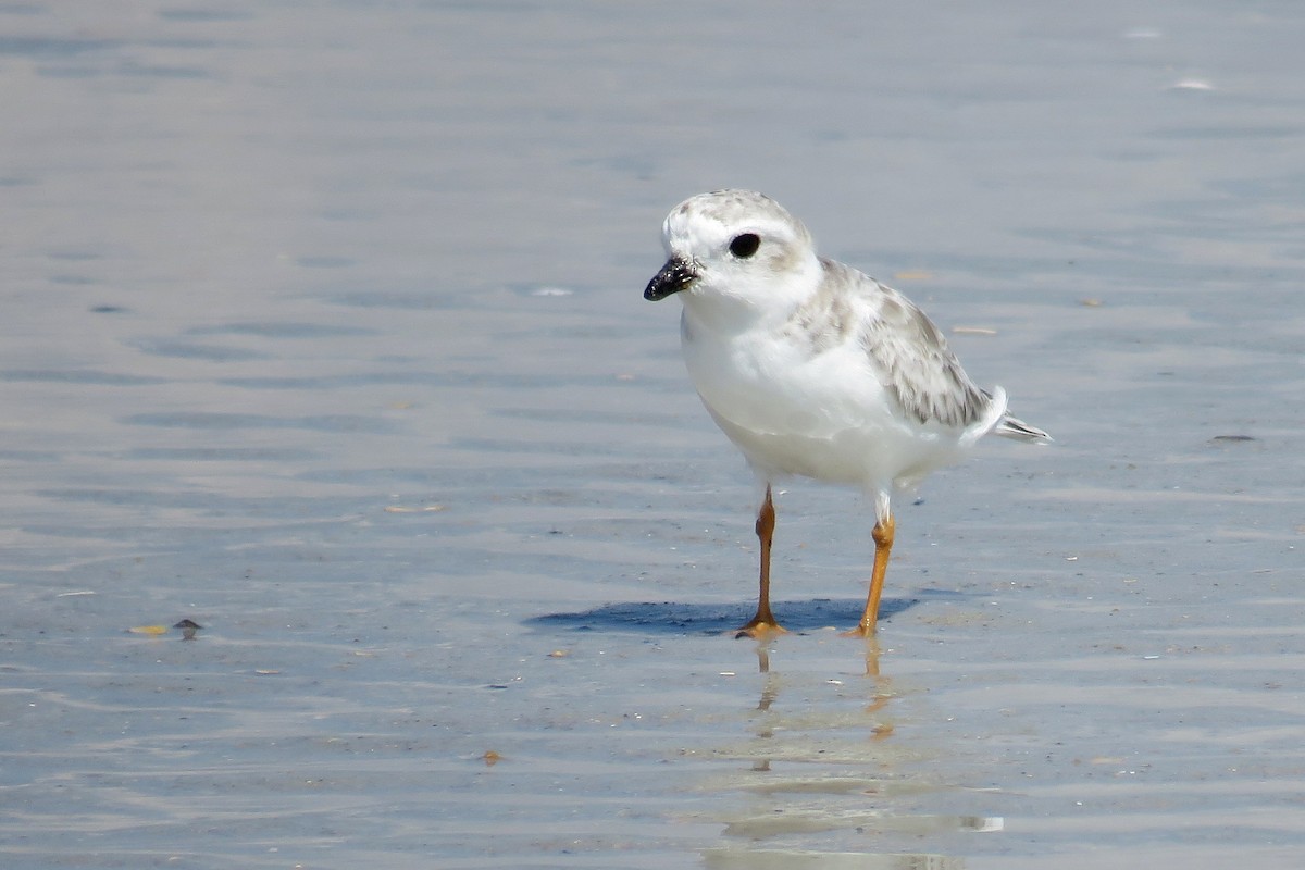 Piping Plover - ML70379831
