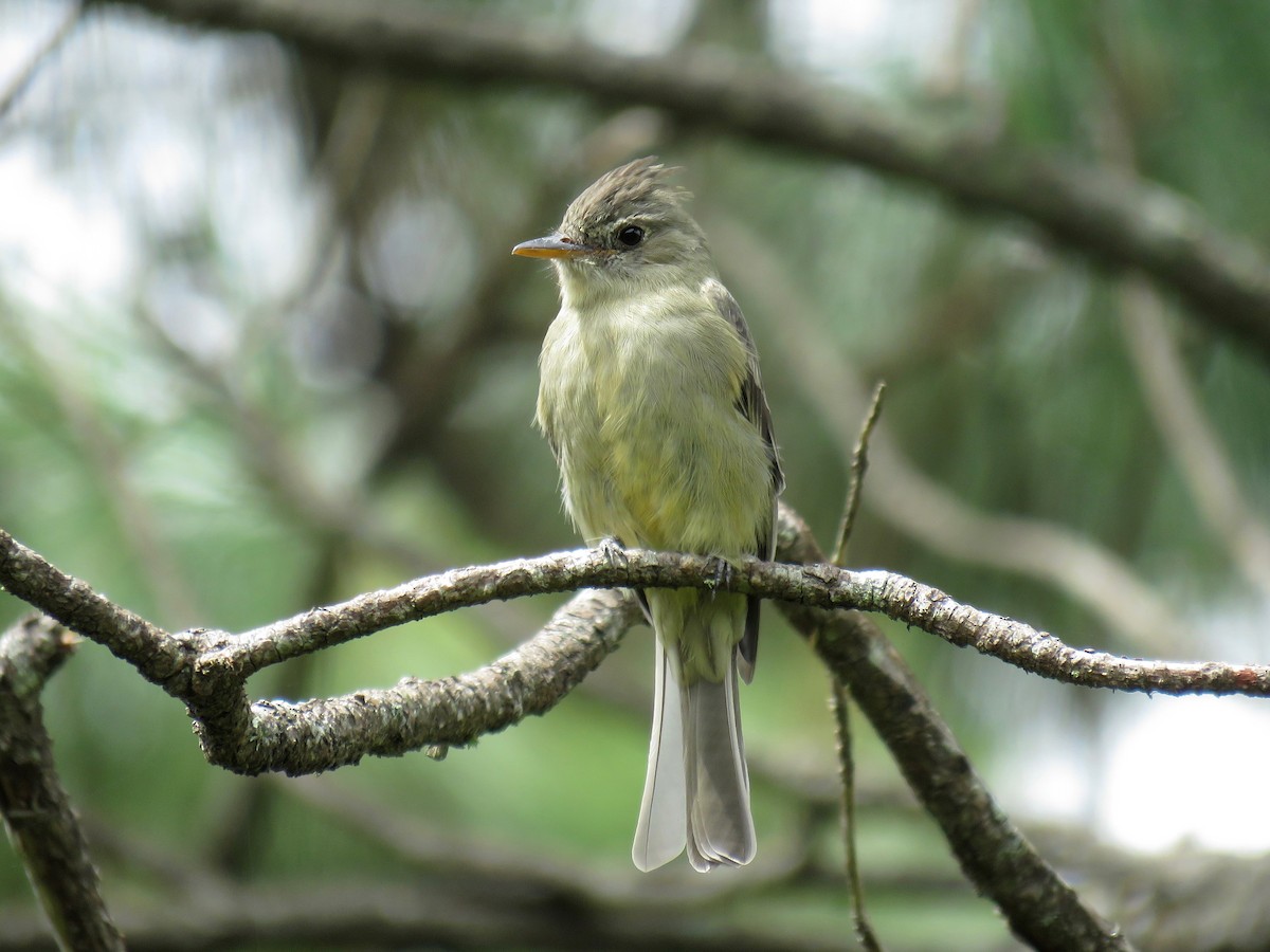 Greater Pewee - ML70380791