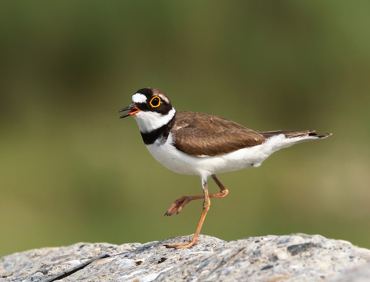 Little Ringed Plover (curonicus) - Kun Chin Chung