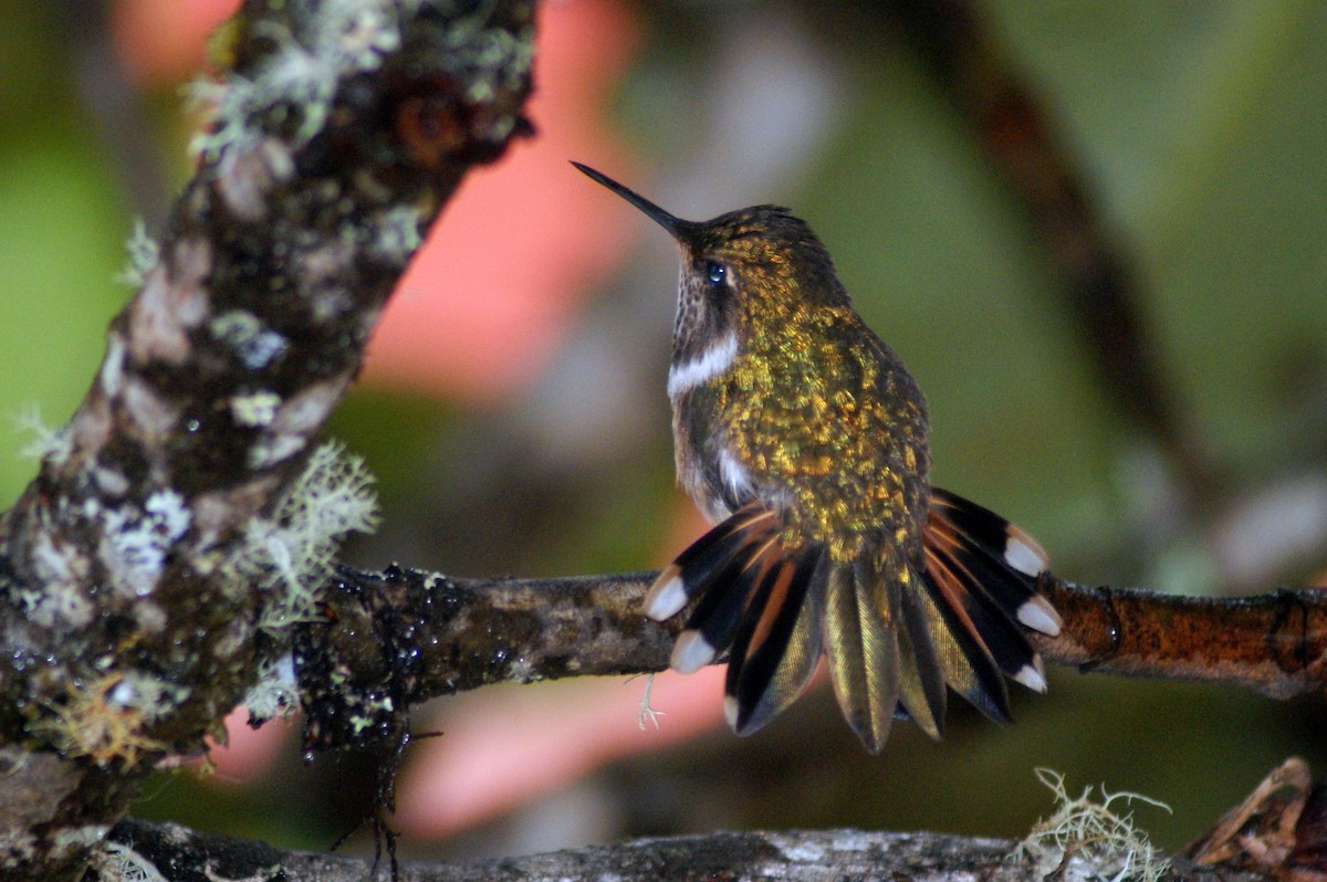Scintillant Hummingbird - ML703813