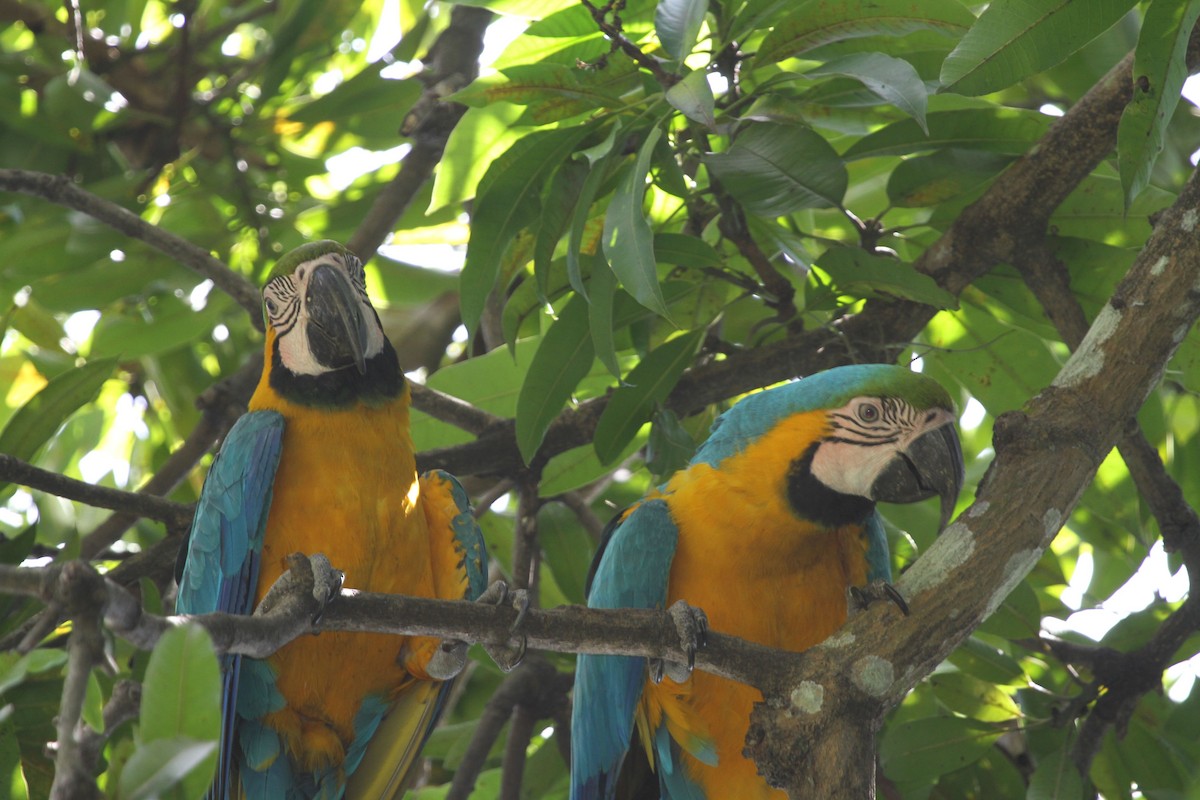 Blue-and-yellow Macaw - Juan martinez