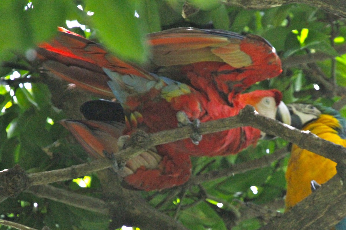 Scarlet Macaw - ML703825
