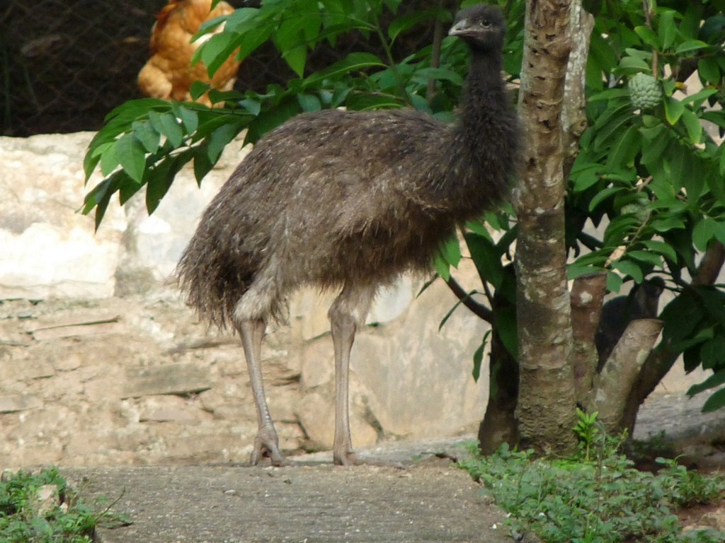 Emu - sanjiv parasram