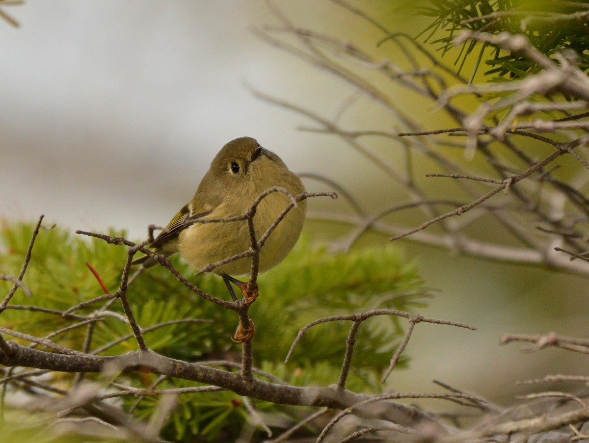 Ruby-crowned Kinglet - Kathy Marche